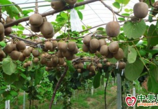 濰坊青州小小獼猴桃成致富果 ()