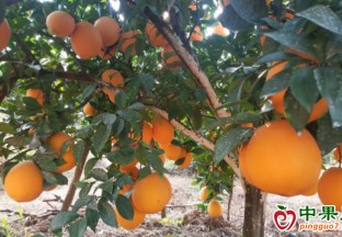 江西水果在主題成就展上受熱捧 ()