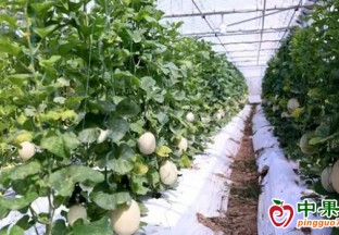 嘉定：哈密瓜上市  采摘正當時 ()