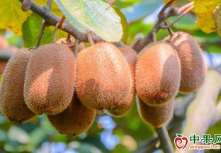 貴陽修文縣：電商助力獼猴桃銷售 ()