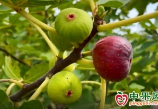 小小無花果  帶動村民奔向致富路 ()