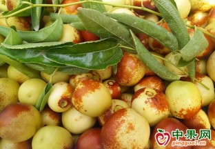 無棣：冬棗紅 棗農(nóng)樂開懷 ()