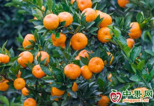 江西尋烏：早熟蜜桔成熟  果農(nóng)笑開顏 ()
