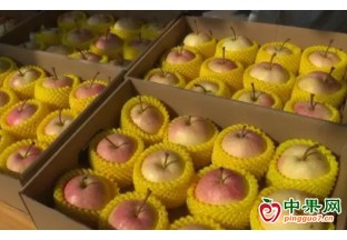 北京平谷區：佛見喜梨喜獲豐收 ()