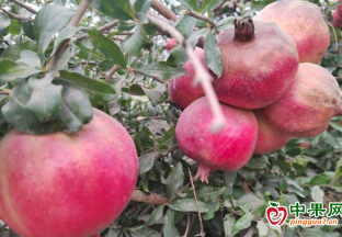 新疆和田：小石榴變身農民“搖錢樹” ()