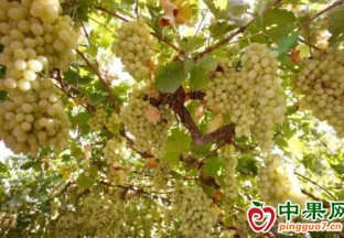 新疆墨玉：特色林果業鋪就致富路 ()