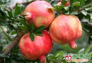 今年的石榴價格比往年高出三分之一 ()