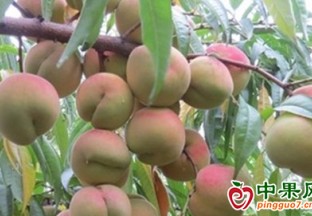 尉氏縣水坡鎮：冬桃大豐收  喜采“金果果” ()