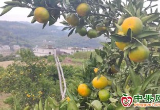 息烽縣茅草寨村蜜桔賣得歡 ()