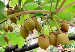 崇明本地獼猴桃采摘進入高峰期 ()