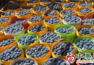 新疆西梅進入尾季 ()