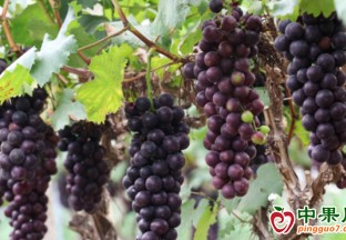 巨峰鎮：水果產業成就百姓“甜蜜事業” ()