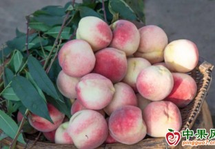 宣州區寒亭鎮：冬桃飄香溢四方 ()