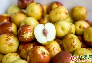 脆甜冬棗迎豐收  提質升級走向國際市場 ()