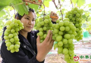 貴州七星關區：葡萄豐收滿園香 ()