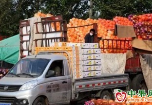 桔橙柚類大量上市  價格高于去年同期 ()