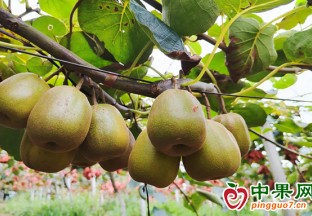 西藏察隅：高原獼猴桃結出產業“致富果” ()