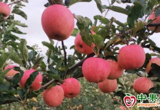蘋果豐收季采摘正當時 ()