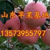 13573955797臨沂紅富士蘋果批發(fā)基地