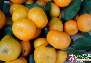 三都南豐蜜桔成熟上市 ()