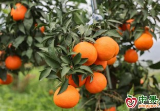 丹江口習家店鎮：愛媛果凍橙“甜蜜”豐收 ()
