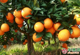 江西安遠：“鏈”式發展讓臍橙香飄四海 ()