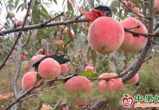 襄陽黃龍冬桃滯銷  政府積極施策解民憂 ()