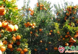 巫山：小河灣灣柑橘香 ()