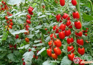 阿瓦提縣：做大設施農業  助力鄉村振興 ()