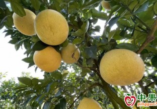 甜美“柚”惑！青浦紅柚來啦 ()