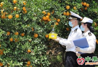 開辟“綠色通道”，宜昌柑橘香飄海外 ()