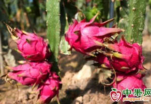 貴港市：甜蜜火龍果 鋪就致富路 ()