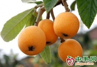 四川：全力推進川果產業高質量發展 ()