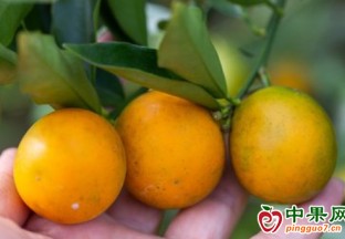 廣西環江：脆蜜金桔喜豐收 甜蜜滋味滿枝頭 ()