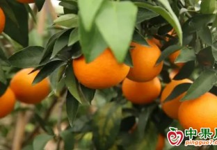 冷水灘：“紅美人”愛媛橙喜迎豐收 ()