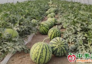 吳川覃巴鎮：反季節西瓜迎來豐收季 ()