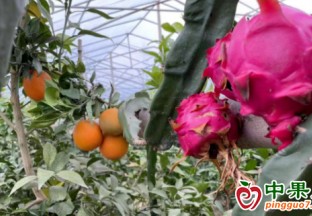 火龍果“遇上”甜橙  雙向“奔赴”豐收 ()