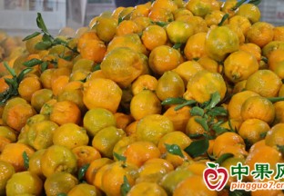 普洱鎮沅因地制宜發展水果產業 ()