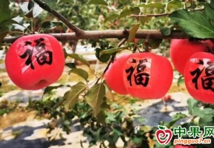 甘肅靜寧：發展現代果業 助推鄉村振興 ()