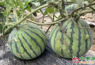 浦江本地發季西瓜已上市 ()