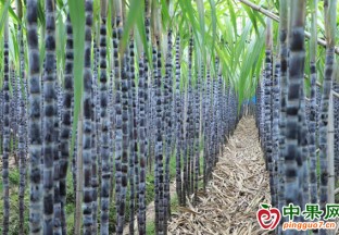 南沙欖核鎮(zhèn)迎來水果豐收季 ()