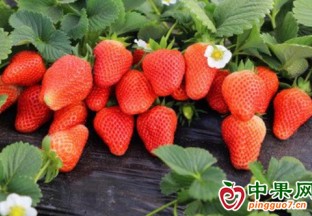 萬年縣梓埠鎮(zhèn)冬日草莓采摘忙 ()