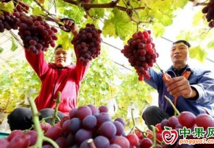 甘肅臨澤：寒冬時節(jié)鮮食葡萄采摘忙 ()