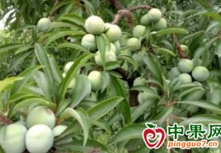 重慶：擦亮特色水果產(chǎn)業(yè)名片 ()