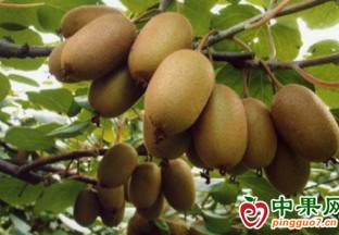 蒼溪縣開展獼猴桃冬管技術(shù)培訓(xùn) ()