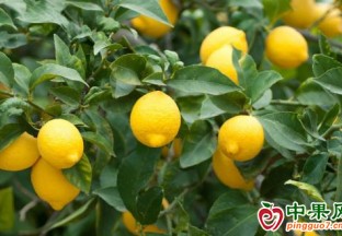 河北肅寧：南果北種  助農(nóng)增收 ()