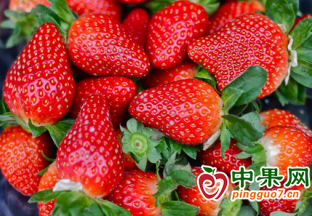 天津靜海區：草莓搶鮮上市！ ()