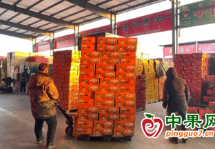 青島即墨：春節臨近 水果市場備貨忙 ()