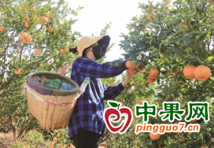 聯合村柑橘上市 果農喜繪豐收景 ()