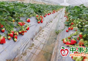 譜寫北京昌平的“莓”好生活 ()